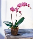 Горшечное растение Орхидея фалинопсис.
